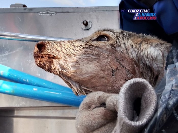 Двух диких животных спасли краевые спасатели в Красноярске
