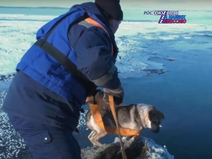 В Красноярске спасатели на реке Енисей сняли собаку со льдины