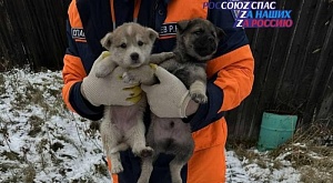 Спасатели Богучанского поисково-спасательного отряда спасли жизнь четверым «хвостикам»