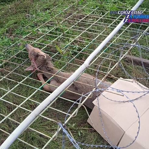 10 сентября в металлическом заборе Сибирского лесохимического завода города Лесосибирска застряла косуля
