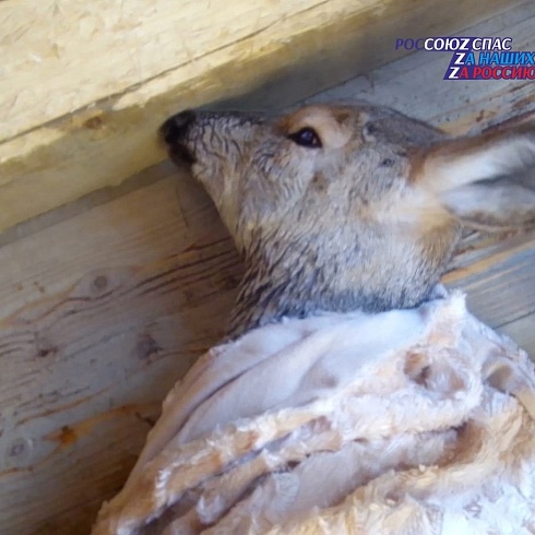 Двух диких животных спасли краевые спасатели в Красноярске